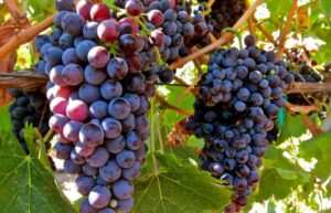 Како климатските промени влијаат на нордиските лозја со богати берби на грозје