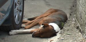 Иницијативата за гробишта за домашни миленици доби институционална поддршка