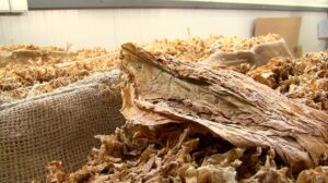 Привршуваат подготовките за откупот на тутунот