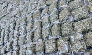 Запленети околу 130 килограми марихуана на Табановце