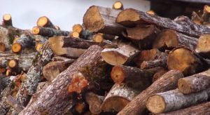 Петмина прилепчани биле приведени откатко ги фатиле како крадат огревно дрво