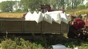 До крајот на неделата корекција на цената на оризовата арпа