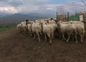 Косово: Забранат увоз на овци и кози од Македонија поради болеста син јазик