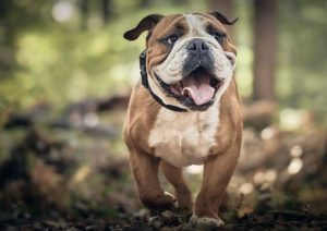 АХВ апелира сопствениците на домашни миленици – кучиња да ги микрочипираат