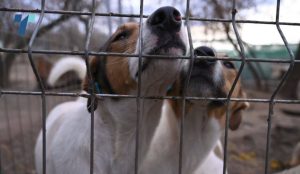 Куќен притвор за осомничени за организирање борби со кучиња во битолско село