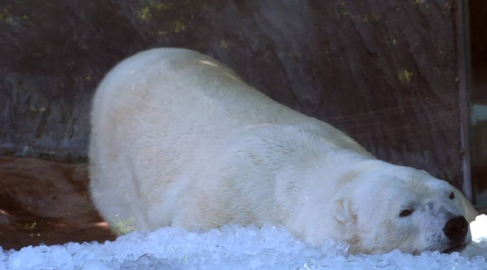 Поларна мечка се разладува во прашката зоолошка градина.