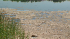 Кој ја мати водата во Велешкото езеро- алгите или фекалиите ?