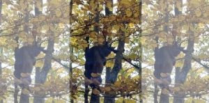 (Видео)Балканскиот рис забележан меѓу боите на есента