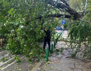 Паднаа две дрвја на „Козара“ во Капиштец, сообраќајот во прекин