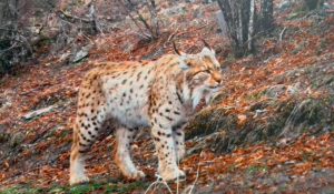 Луѓето клучни за опстанокот на Балканскиот рис во Македонија