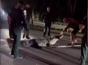 (Видео) Седум полицајци и ловец едвај успеаја да тргнат алигатор тежок над 270 кг. од автопат