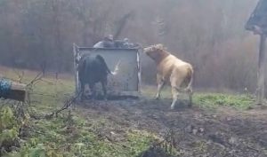 Таткото и двете ќерки во притвор, АХВ продолжува со акцијата за собирање на кравите во кривопаланечко
