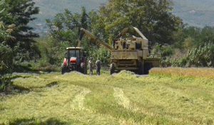 Врнежите не дозволуваат да се ожнее оризот