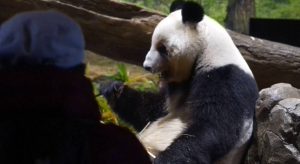 (фото)Јапонија останува без панди по 50 години
