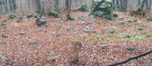(Видео)Во Националниот парк Шар Планина забележана мајка рис со младенче