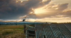 Гласајте за „ Приказната за Силјан“ до 15 декември на полноќ