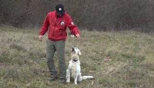 Златниот ретривер Јукана била спасувач – сега се пензионира по 10-годишна кариера