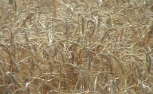 Манасиевски обвини за поскапа набавка на жито, Николовски најави тужби