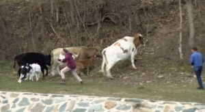 Инспектори бркаат крави за да ги заловат, сопствениците ги тераат во планината – трка без победник во кривопаланечко