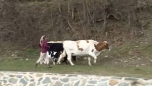 Општината и АХВ во „клинч“ за кравите од кривопаланечко