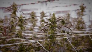 Вонредни контроли и функционална комисија во борбата против незаконскиот медицински канабис