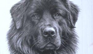 Македонското овчарско куче Караман е впишано и сега е дел од 380-те светски раси кучиња на меѓународната кинолошка мапа