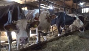 Пелагониските сточари најавуваат протести – министерот ќе се среќава со земјоделците