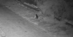 (ВИДЕО) Сицилијанец го дресирал кучето да фрла кеси ѓубре на диви депонии