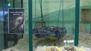 На роденденот на мајмунчето Мики – посетители во зоолошката му ги украдоа подароците