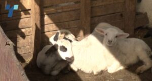 Почна откупот на македонското јагне