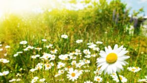 Сончево со мала до умерена облачност, попладне ќе има услови за слаб локален дожд – Временска прогноза за 15.3.2026