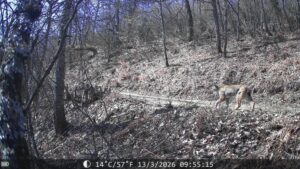 (ВИДЕО) Два риса го збогатија пејзажот на Националниот парк Шар Планина