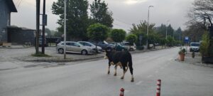 Крави и коњи цела недела шетаат по градските улици во Тетово – никој не знае чии се